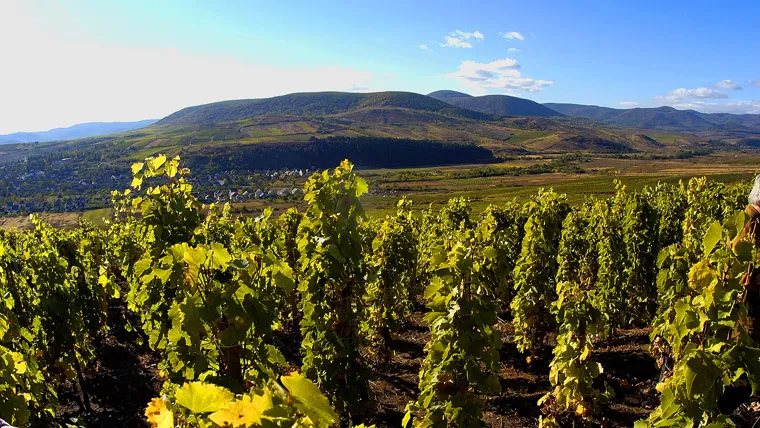 A 2011-es aszúk bemutatójával jön a Tokaj Nyitány!