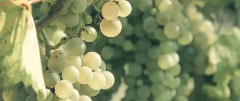 A chardonnay magyar arcai