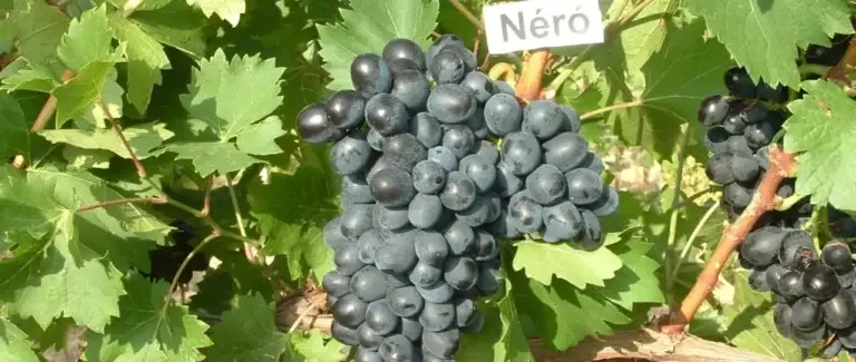 Néró, egy tényleg izgalmas magyar rozé