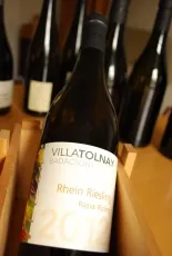 Rajnai Rizling Tavasz